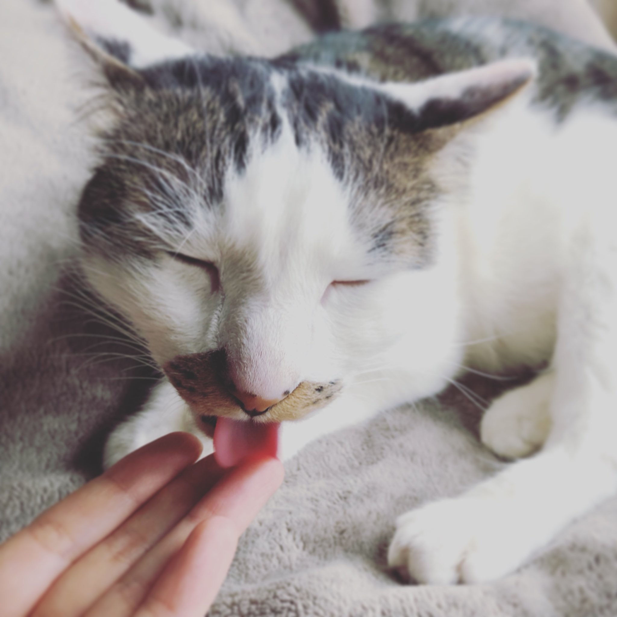 ট ইট র 小泉さよ かんちゃんは たまに噛むけどよく舐めてくれる 猫 ねこ ネコ Cat