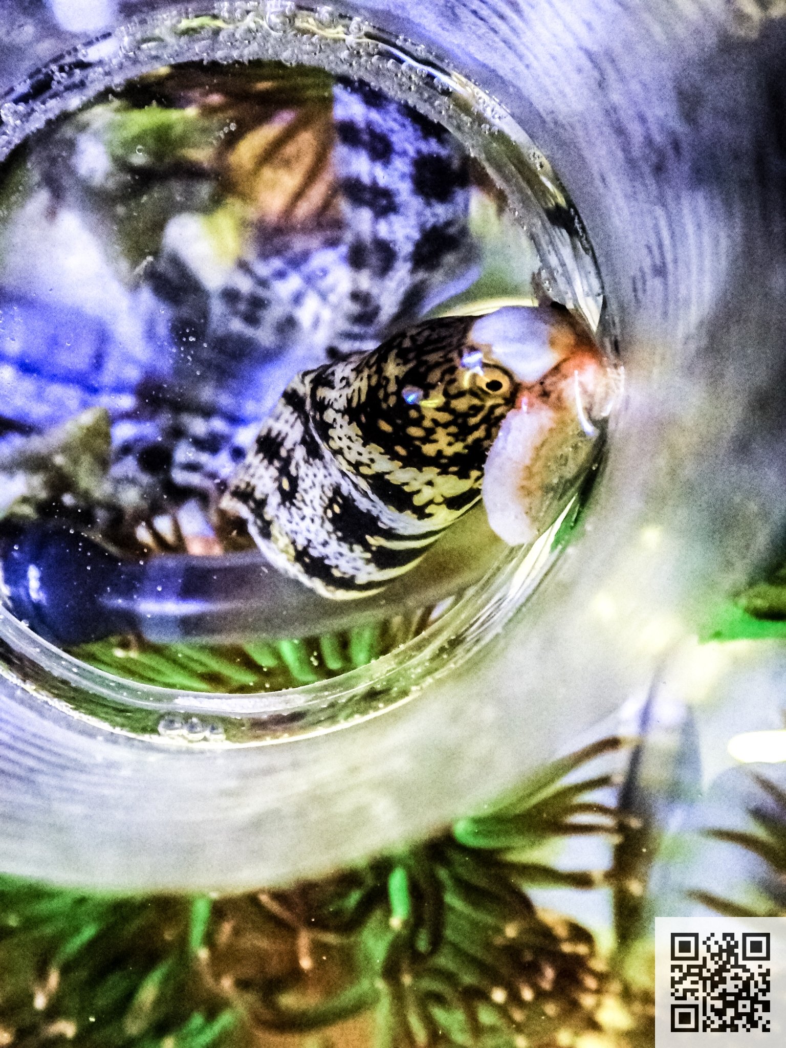 やすちゃん クモウツボ の食事 お腹を壊した様子だったので 餌は 釜揚げ特撰桜えび に変えました 釜揚げなので 火が通っています 大きさ的に クリルより食べやすい クモウツボ ウツボ 海水魚水槽 海水魚飼育 海水魚飼育水槽 海水魚 マリン