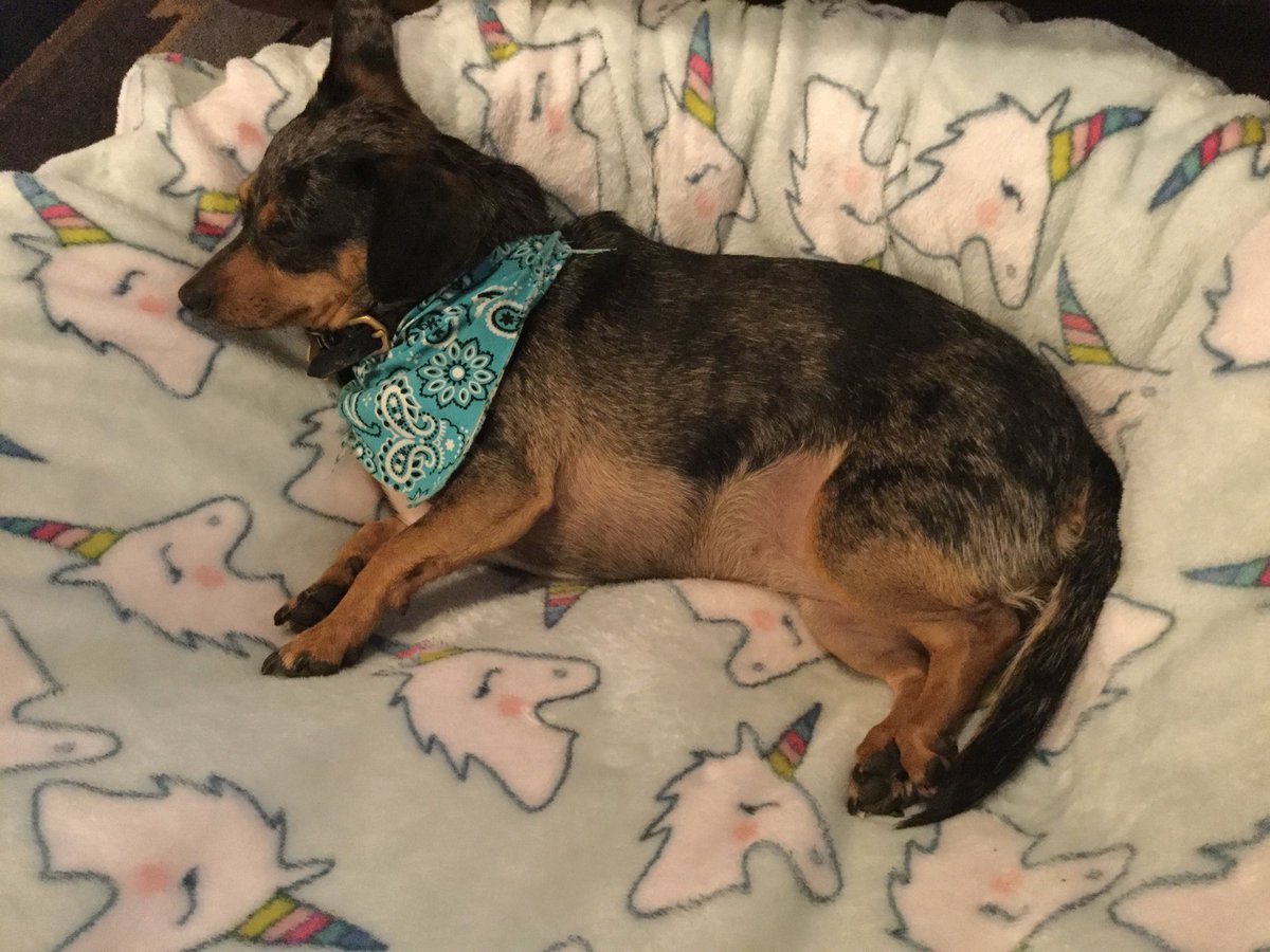 rocknsj's tweet photo. Ruby is just chillin after a long weekend of fun. 🐶🇺🇸🐶@dogcelebration #chiweeniesRule https://t.co/VMa5sc41rm