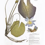 Photo by CollectionsAustralia (@AustNatHist)