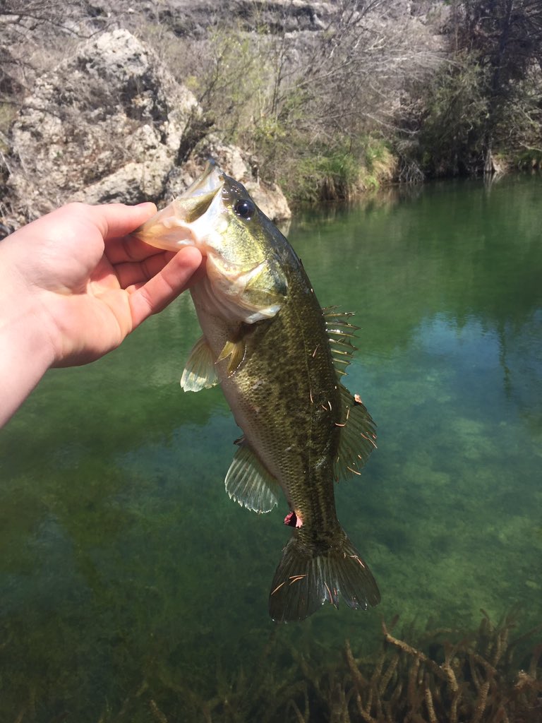 TXBassLife's tweet photo. Caught some nice ones on the Blanco river last week!🎣 https://t.co/WvFrepTt7g