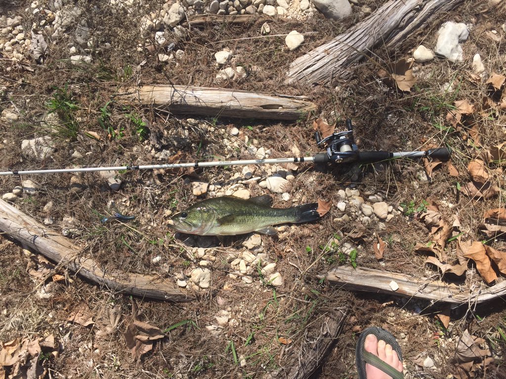 TXBassLife's tweet photo. Caught some nice ones on the Blanco river last week!🎣 https://t.co/WvFrepTt7g