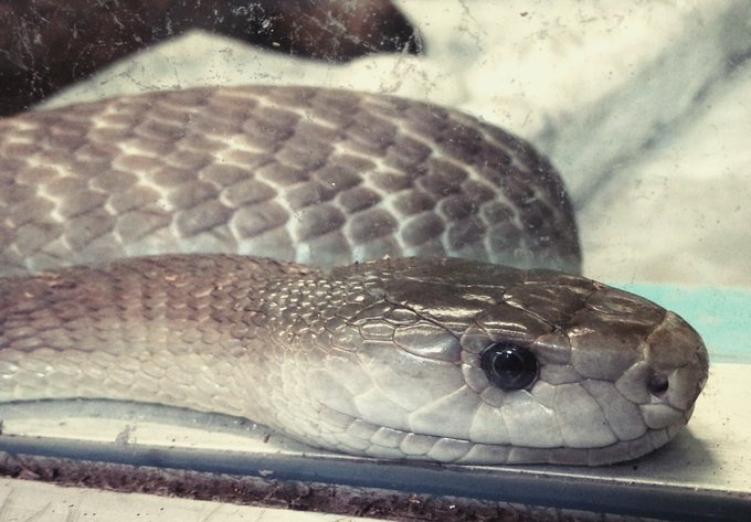 ブラックマンバのtwitterイラスト検索結果 古い順