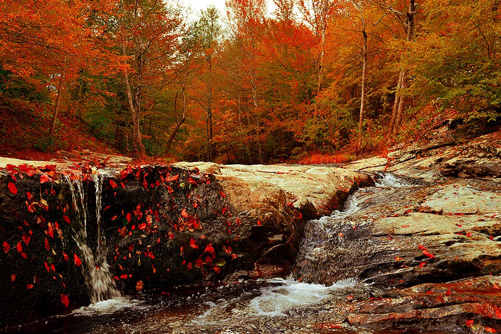 Kırklareli Longoz Ormanları #longoz #longozormanı #sonbahar #kırklareli #demirköy #iğneada #gizlicennet #volkanulker <a href="/Kirkbelbasin/">Kırklareli Belediyesi</a> <a href="/muhlis_yavuz/">Muhlis Yavuz</a> <a href="/VizeBelediyesi/">Vize Belediyesi</a> @saraybelediye <a href="/thracearmy/">Suyun Öte Tarafı</a> @TrakyaDefence <a href="/TrakyaBalkan/">Trakya_Balkan</a> <a href="/Tdagbld/">Tekirdağ Büyükşehir Belediyesi</a> @TRumeliGazetesi <a href="/kirklarelimedya/">Kırklareli Medya</a> <a href="/tr21trakya/">TrakyaKA</a>