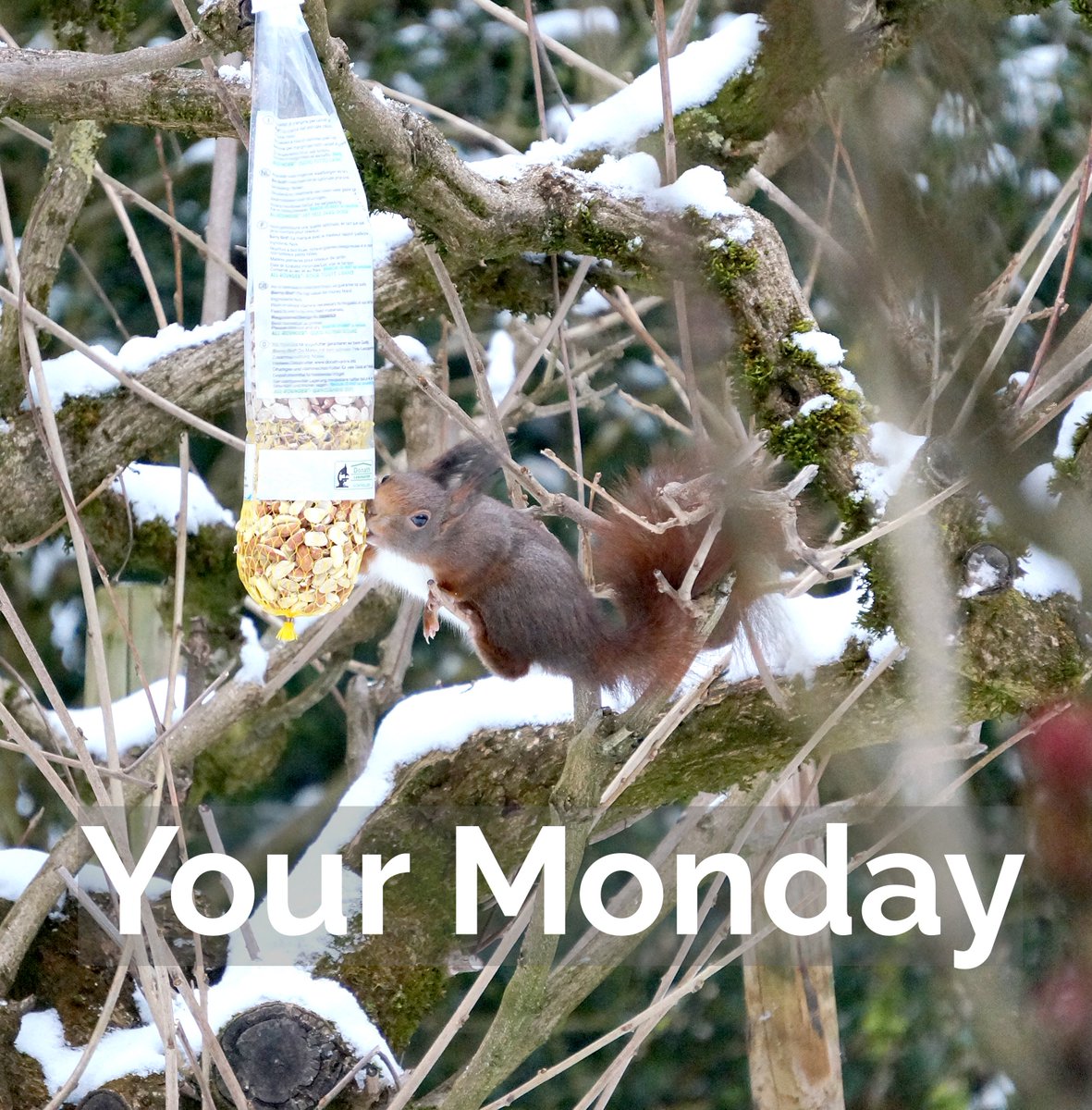 Wenn draussen kalt ist, kommen selbst Eichhörnchen an das Vogelfutter 😅😬 #squirrel #garden #monday