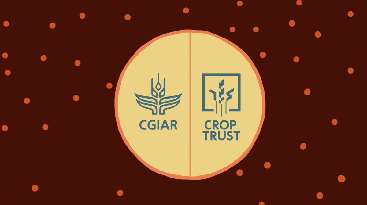 CropTrust's tweet photo. The @CGIAR Genebank Platform, a partnership between CGIAR and @CropTrust, supports 11 int'l #genebanks to meet international standards. They safeguard for humanity the largest agro-biodiversity collection in the world. 
Video: https://t.co/XAQsBZ4czO https://t.co/KOr3HRL00c