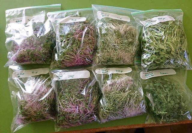 sureformsandbc's tweet image. This week's microgreens harvest #microgreens #sprouts #sunflowersprout #growyourown #survivalskills#growindoors #kale #snowpea #broccoli #radish #victoria #australia