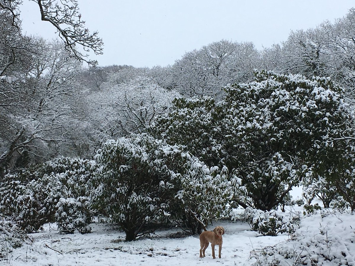stervinoupep's tweet photo. « Quelques averses de neige » étaient prévues: on est plutôt proche des 10cm ici! https://t.co/mNpSH7Cwof