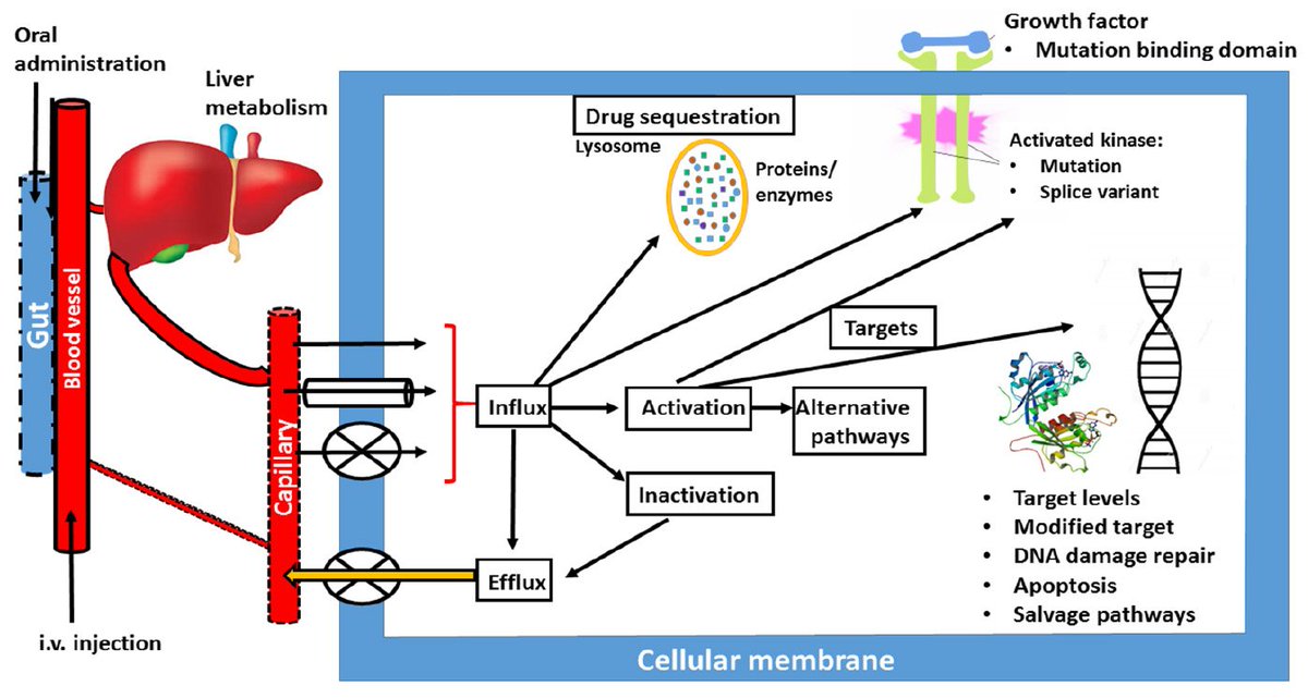 First issue online! The first issue of Cancer Drug Resistance included three original articles, a review and an editorial. The editorial contributed by Editor-in-Chief Dr. Godefridus J. Peters. Welcome to read and download! cdrjournal.com