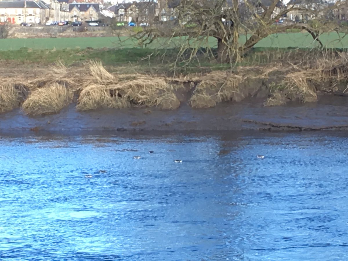 James Allison tweet media