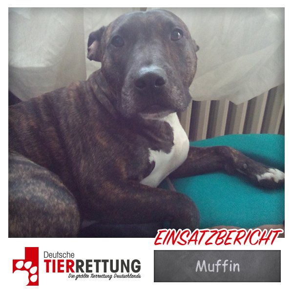 Tierrettung Einsatz: Muffin in Gladbeck - deutschetierrettung.de/meldungen-21/