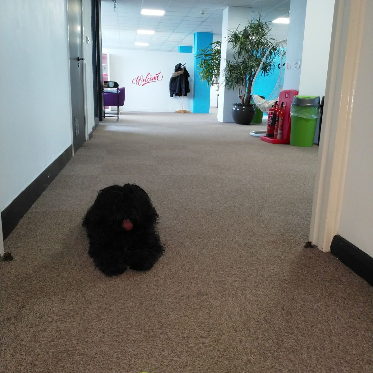 Resident office dog Apple with here to chillax with you when you need a break. 
coworkhub.co
#Applethedog #doggiefriendly #officedog #cutedog #nottinghill #cooloffice #londoncoworking #LondonIsOpen #coworkhub
