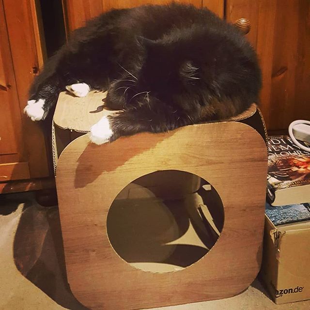 CatFurNature's tweet photo. Winston in full relax mode πΉπ»πΉπ» #cat #catsofinstagram #cats_of_instagram #catfurnature #catfurniture #catsinboxes #cattoy #INSTACAT_MEOWS #cutecat #PurrMachine #catsinboxes #catbox #Excellent_Cats #BestMeow #dailykittymail #thecatniptimes #catcube #cβ¦ https://t.co/tRNjB12ic4 https://t.co/vYl9HHHz9C