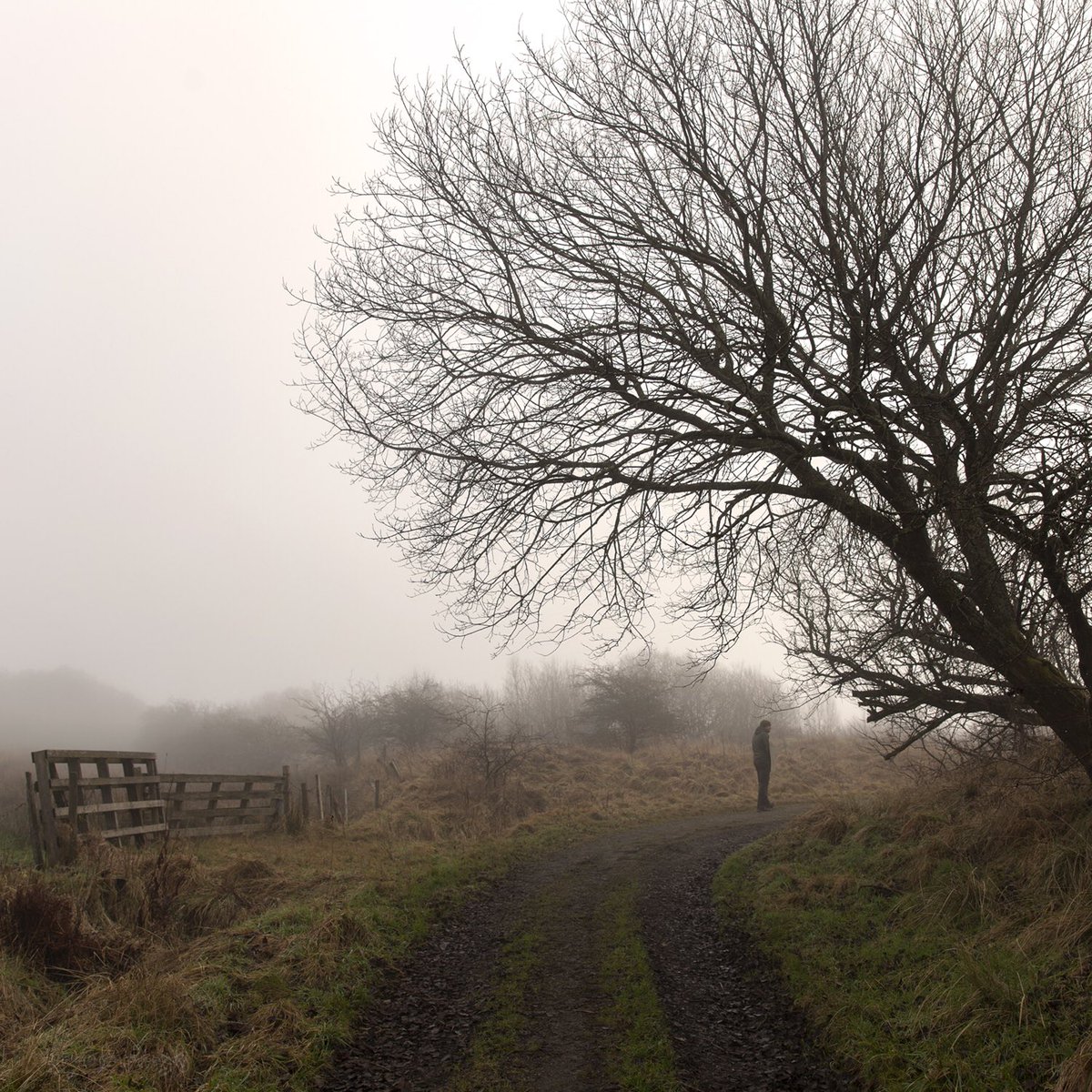 DreamCapturz's tweet photo. Misty Mornings #scotland #tree #nature #naturalhistory #wexmondays https://t.co/xeZ0lpmB9q