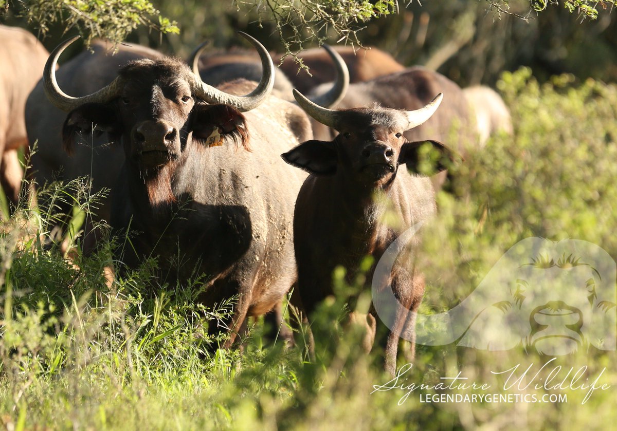 SignatureWild's tweet image. Nofikile, sold with Nkwenkwe ,Leba bull
calf at foot and confirmed late pregnant to Leba, the buyer 
has the option to leave her with Leba to be confirmed in calf 
again. A 4-in-1 opportunity not to be missed. 
#kwandwesignaturewildlife #kwandwe #sigwildlife #legendarygenetics