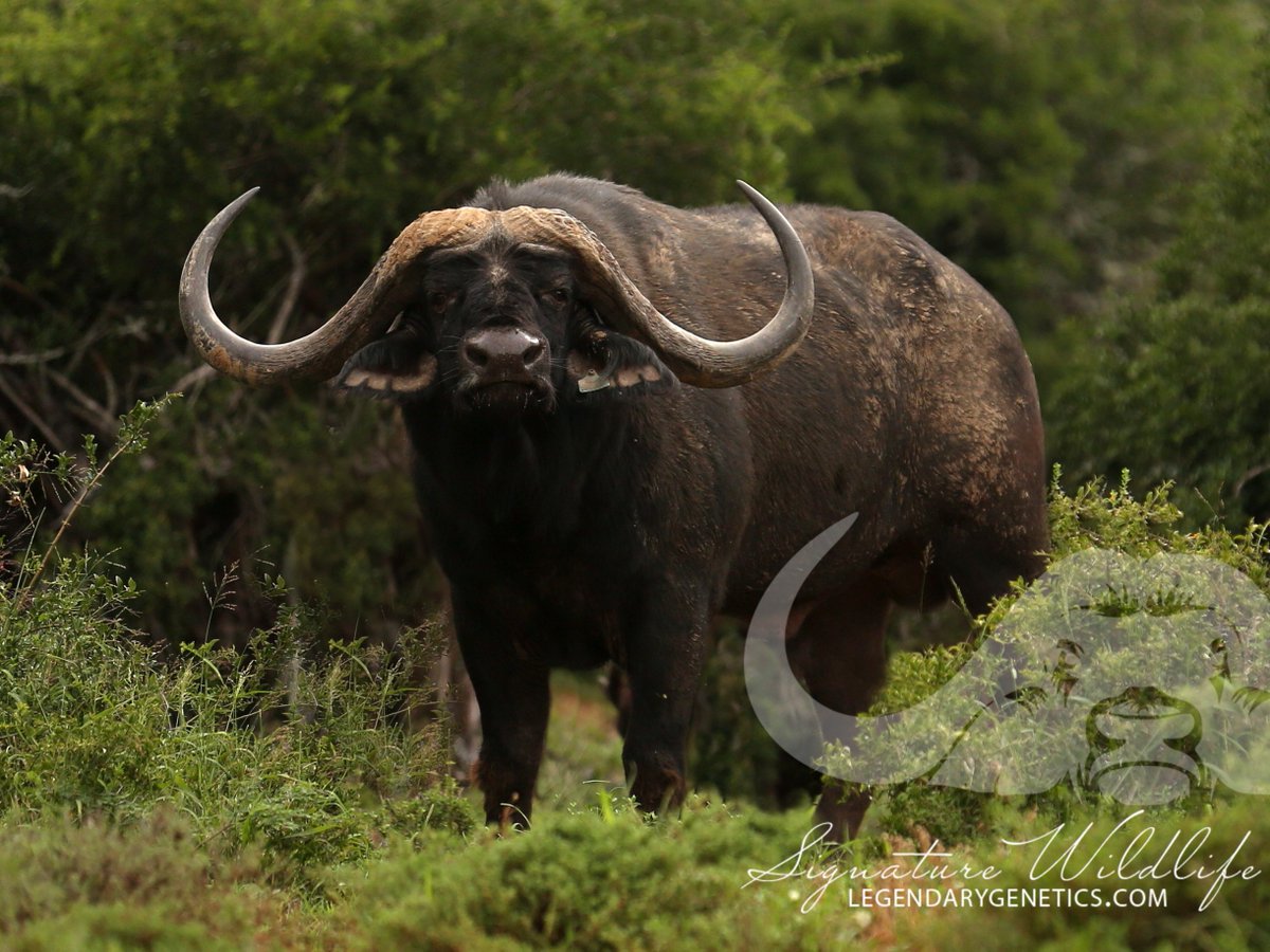 SignatureWild's tweet image. Nofikile, sold with Nkwenkwe ,Leba bull
calf at foot and confirmed late pregnant to Leba, the buyer 
has the option to leave her with Leba to be confirmed in calf 
again. A 4-in-1 opportunity not to be missed. 
#kwandwesignaturewildlife #kwandwe #sigwildlife #legendarygenetics