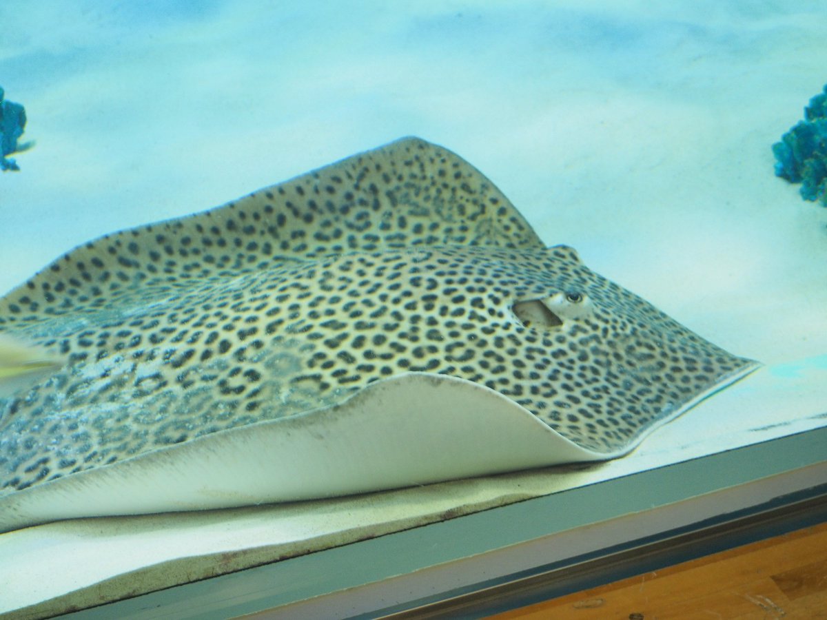 まろすけ 名古屋港で初めて見た気がする ヒョウ柄のエイ 3 8 名古屋港水族館 ヒョウモンオトメエイ