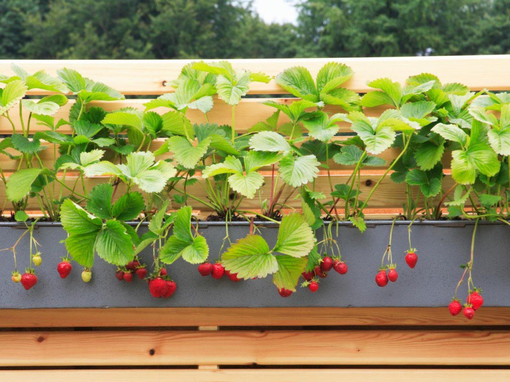 vcreekgarden's tweet photo. Using Window Box as ... - https://t.co/IbgjbMXjMU
#Planter #Repurposed #StrawberryPlanter #WindowBoxPlanter https://t.co/Hvcp3vVmIR