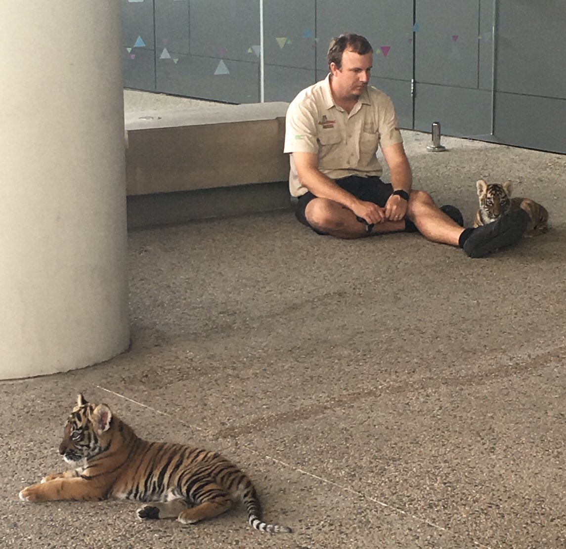 childhealthqld's tweet photo. Seven-week-old @Dreamworld_AU #tigercubs Melati and Mya just hanging out while waiting to spend some time with sick children and their families at Lady Cilento Children’s Hospital. #InstantSmiles https://t.co/EFRUepmho1