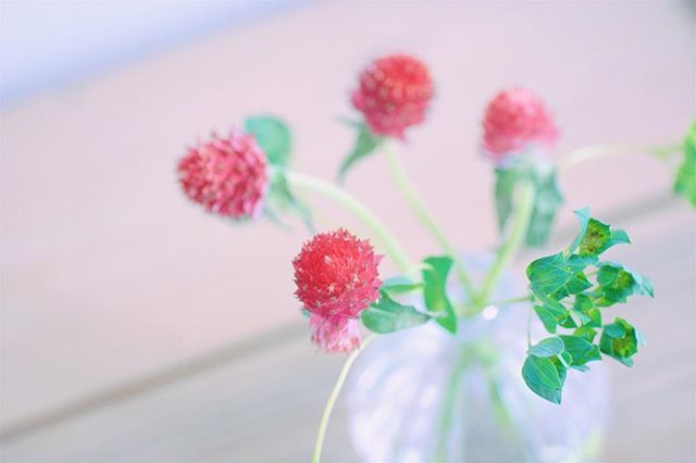 いちご草