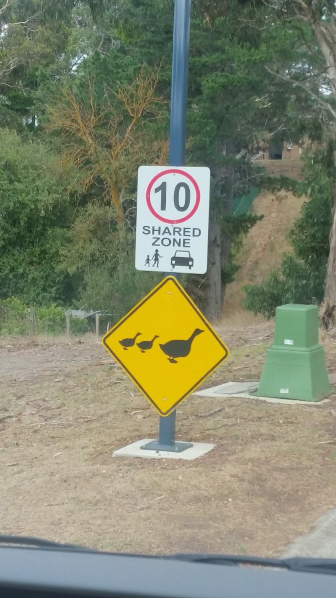 toecutter789's tweet photo. Look out for ducks 😊 #lookinglooking https://t.co/cVvNbD9byR
