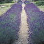 YGOTYear's tweet photo. Follow &amp; RT to enter our prize draw for a chance to win 1 of 3 sets of 5 Young Lavender Plants courtesy of @mrfothergill 
T&amp;C's Apply https://t.co/tUyXCOEGCT 
Closes 25/03/18 at 11:59PM
#competition #win #freebiefriday #comp https://t.co/hHwoFk05zj