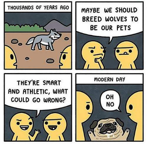 Yinots's tweet photo. LOL..... vivan los Pugs... https://t.co/PrkRCdIUOT