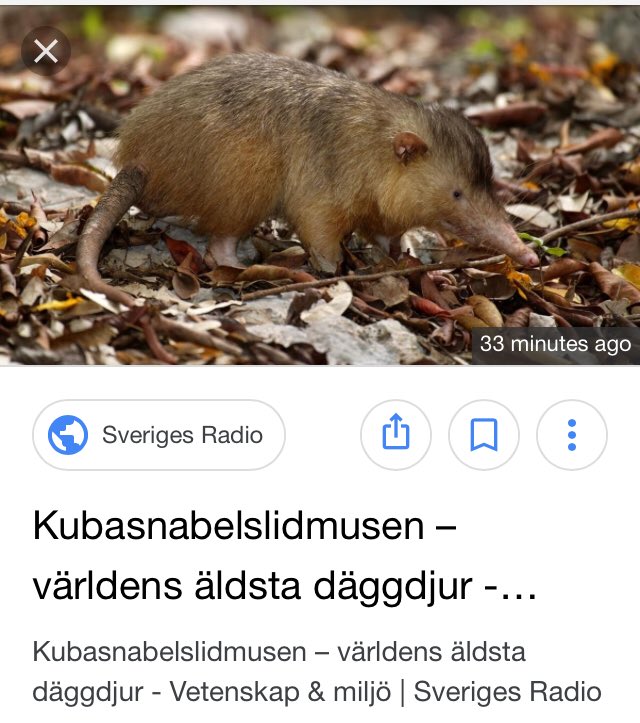 jontabardun's tweet photo. Äntligen uppmärksammas #kubasnabelslidmusen! Det är ändå världens äldsta däggdjur, samt den har världens bästa namn. https://t.co/NYAUARZBzz
