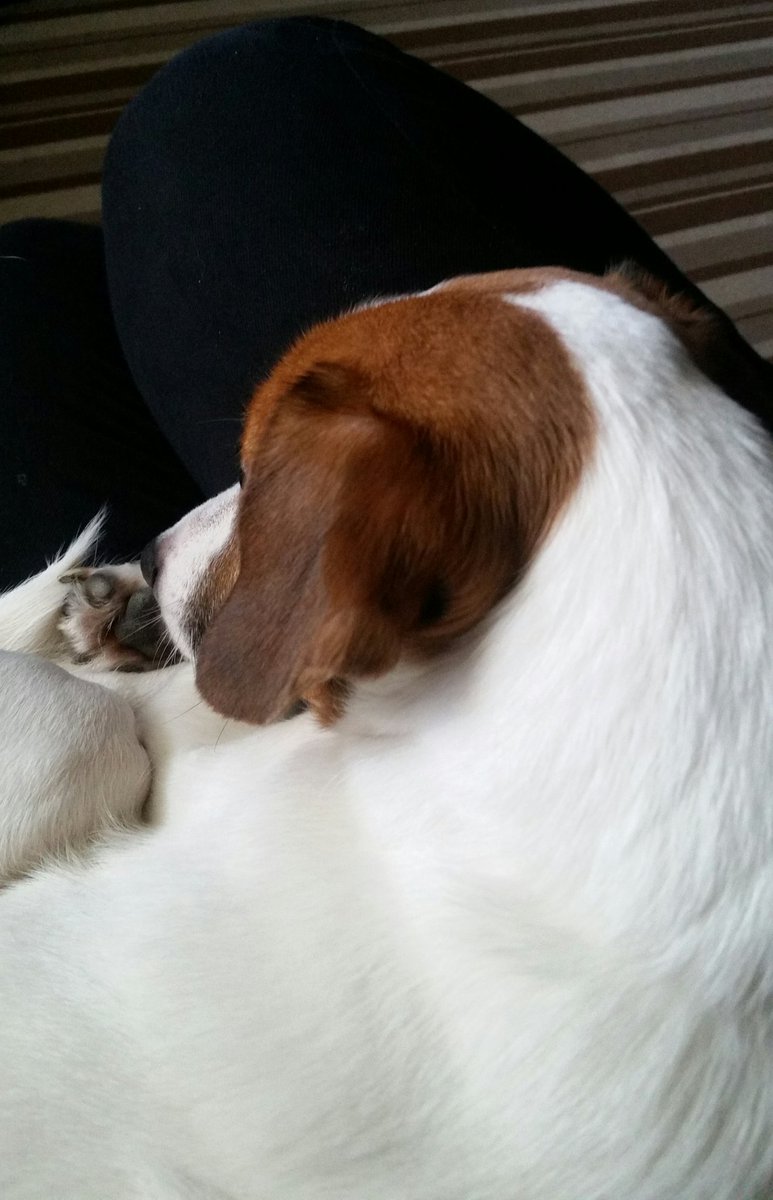 lisasykes9's tweet photo. Love this little fella #jackrussell #bestmate https://t.co/3BjbZIDPYk