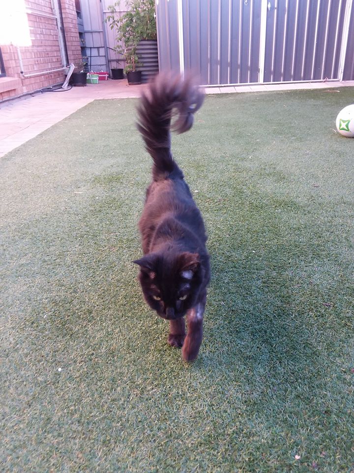 CrazyCasperCat's tweet photo. https://t.co/zp3G23uzhY