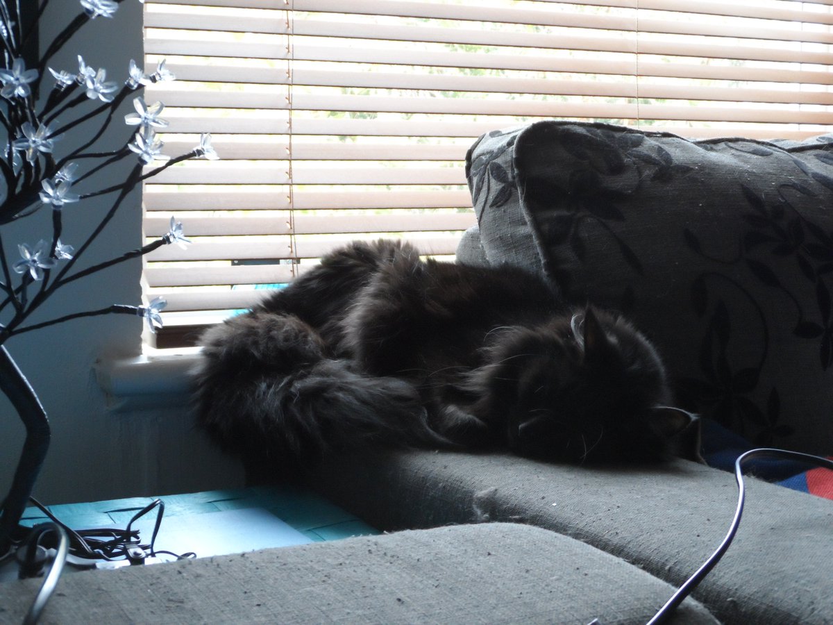 CrazyCasperCat's tweet photo. https://t.co/zp3G23uzhY