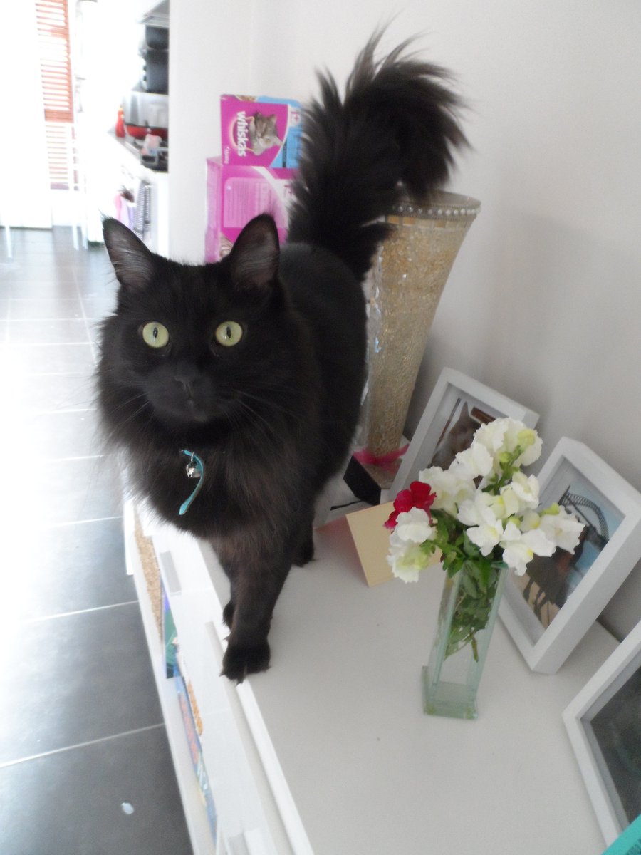 CrazyCasperCat's tweet photo. https://t.co/zp3G23uzhY