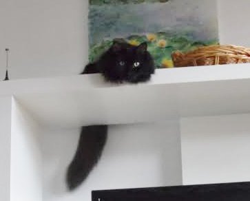 CrazyCasperCat's tweet photo. https://t.co/h1ecldEwzv