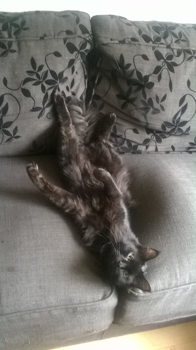 CrazyCasperCat's tweet photo. https://t.co/h1ecldEwzv