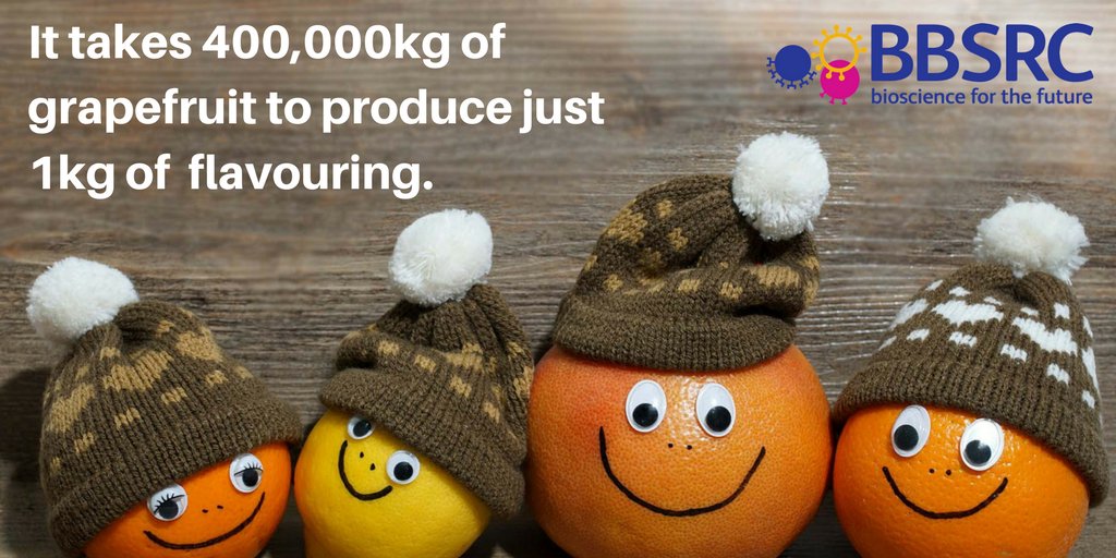 BBSRC's tweet photo. BUT! Researchers from @UniofOxford have found a new, environmentally friendly process to create grapefruit flavouring #industrialbiotech https://t.co/0MTQDFm3ei https://t.co/p44ecb4SHP