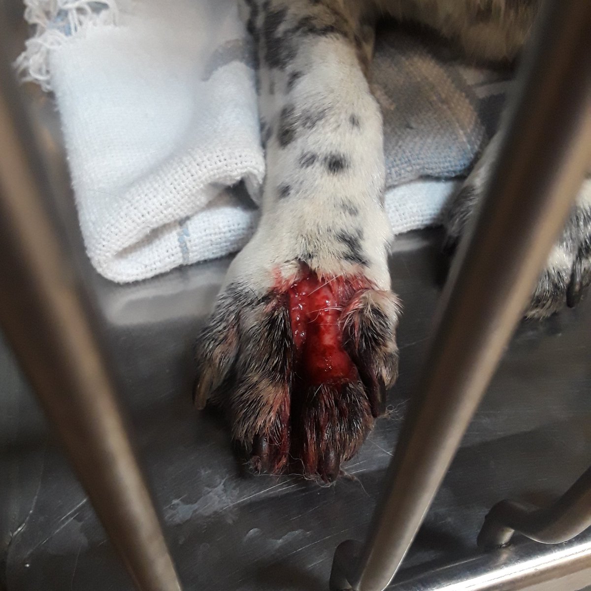 karlafoxlvt's tweet image. Laceration to the bone. 🐶 #veterinarymedicine #vettech #veterinarytech #lvt #VeterinaryNurse #