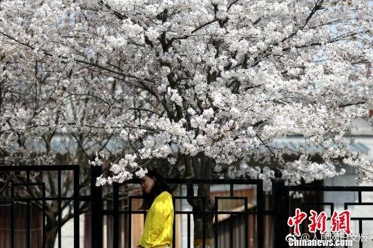BeautyStyleU's tweet photo. 【西安青龍寺の桜満開に　国内外から多くの観光客が押し寄せる��陝西省西安市にある青龍寺は仏教八大宗派の一つである密宗祖庭だ。その昔、空海がここに留学していた由緒あるお寺。境内の桜は日本人及び仏教協会から寄付されたもの。毎年3月には桜が次々を花を綻ばせ、素晴らしい春の景色が広がる。 https://t.co/JilrMTIylr