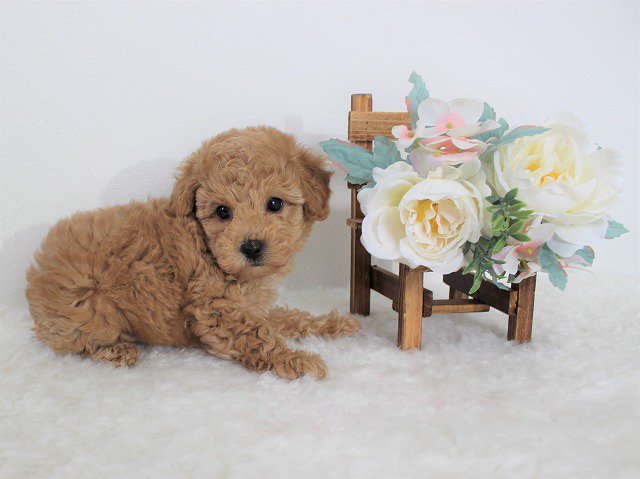 プードルライフ トイプードルの新着子犬情報 18年1月31日生まれのアプリコットの男の子 成犬時はタイニーサイズ予想 パパママともにチャンピオンの子で血筋が良いです ᴗ T Co I7gzmucnne トイプードル ブリーダー 子犬
