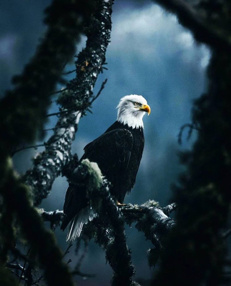 Asil! 🦅❤️ #Besiktas115Yasında