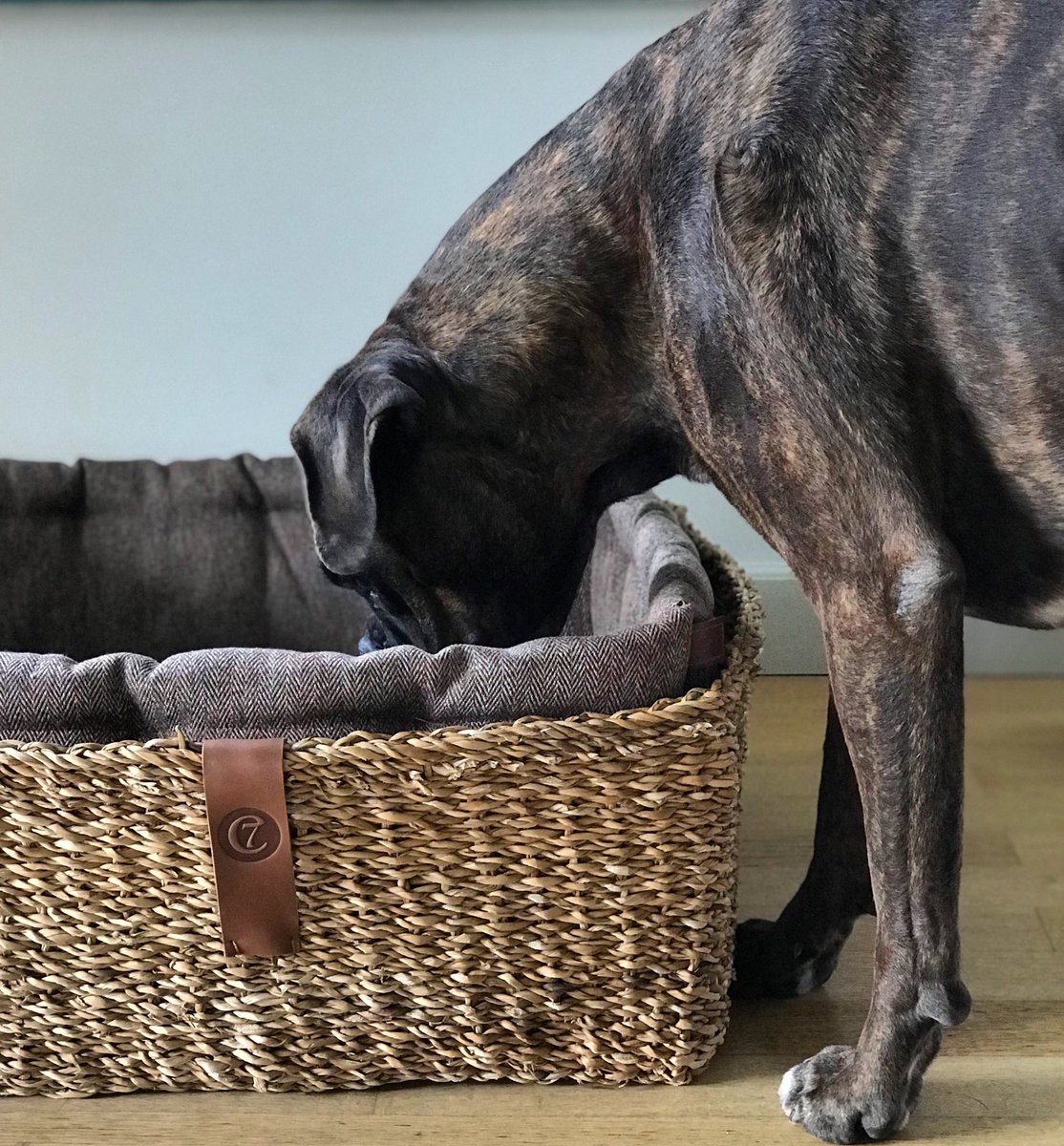 boxerfeliciaw's tweet photo. THE VALENTINE GIFT #blogger #blogpost #valentine #dogblog #boxerdog #dogs #dogsoftwitter @BoxerNews @BoxersNation @BoxerFanClub @BoxerDogUnion @cloud7berlin https://t.co/rk7LY0UIKH https://t.co/72Gzn8eagd
