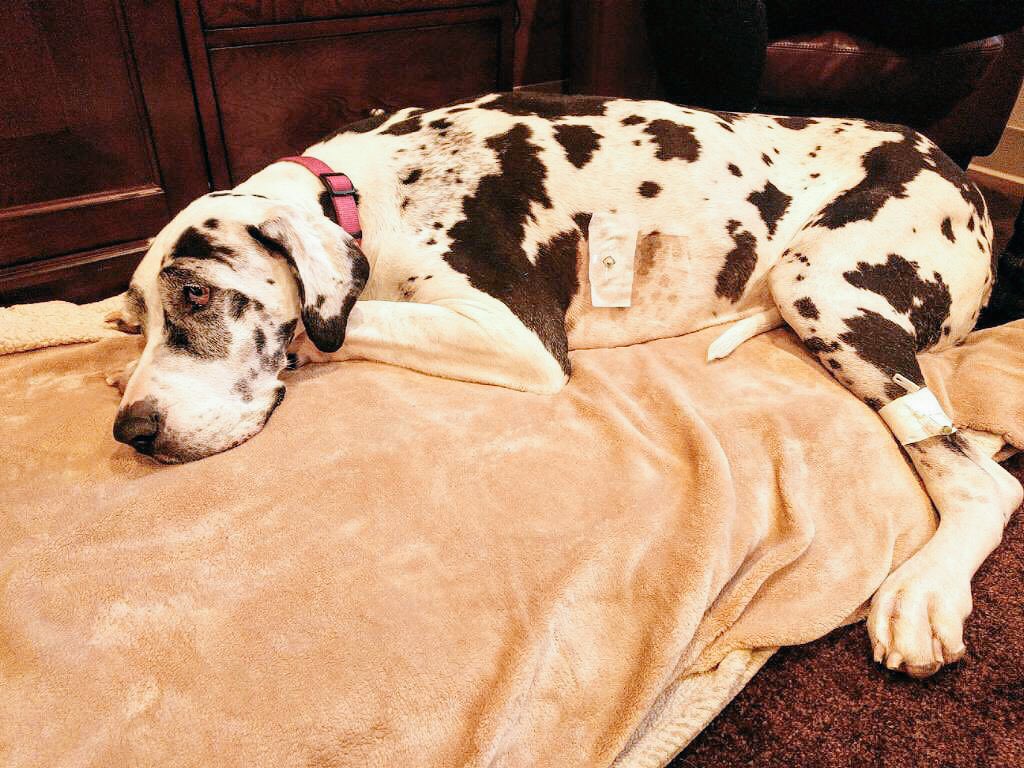 jingoo202's tweet photo. This is Lily. She's been in critical care for several days with pneumonia in both lungs. I'm told even at 9 years old she's a puppy in every way and steals the hearts of everyone she meets. 13/10 click below to help Lily

https://t.co/cKrIu76mIi by #vanessaagg2 via @c0nvey https://t.co/ptxl1xILKB