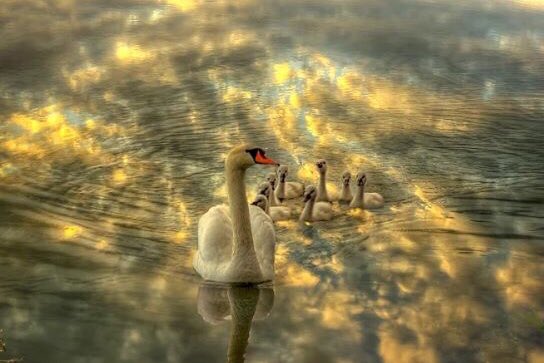 Shaukat96101741's tweet photo. Lovely morning for all dear friends💕 https://t.co/bYUMO46NLz