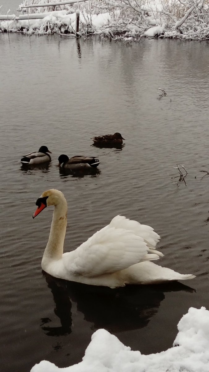 RajK2904's tweet image. Everything was looking beautiful at Stover Country Park yesterday #Snow #prettyinwhite #photography #newtonabbot #BoveyTracey @PolVogel @StoverPark @DevonCC @VisitBovey @VisitDevon