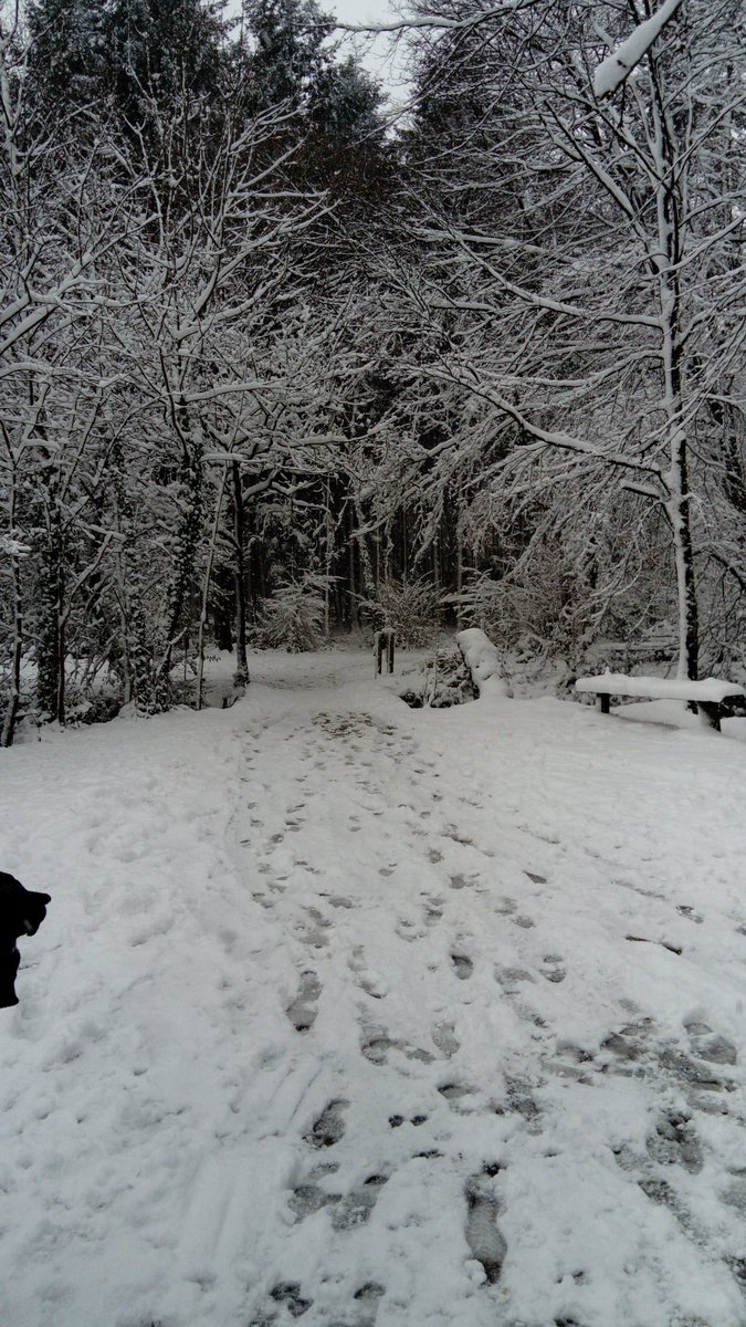 RajK2904's tweet image. Everything was looking beautiful at Stover Country Park yesterday #Snow #prettyinwhite #photography #newtonabbot #BoveyTracey @PolVogel @StoverPark @DevonCC @VisitBovey @VisitDevon