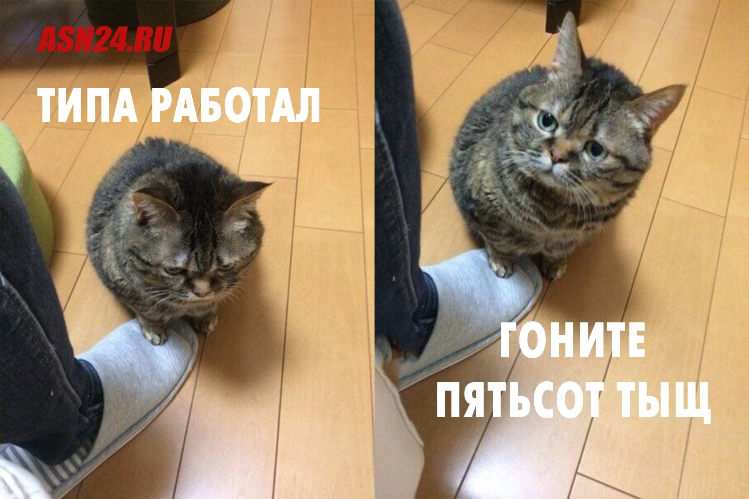 Мемы с котами и надписями