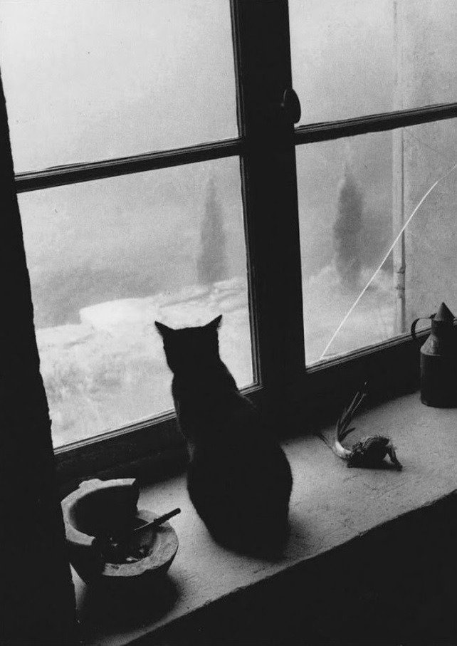 RaymondMessage's tweet photo. Gordes, France, December 1957 💜🇫🇷🌨️💧☃️ 😼😿😺🖤
Willy Ronis
Via: chinneo lhungdim @chinneolhungdim
RT @alcarbon68
#blackandwhitephotography  #CandidCat #Animalphotography #naturallight #Gordes #France #interiorphoto #snowandice #1950s https://t.co/VWe570okYY