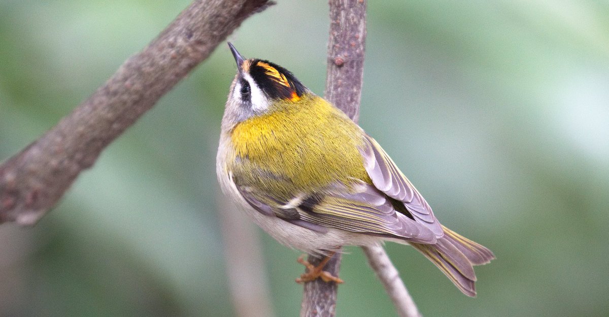 WorgInfo's tweet image. Fire on snow! Beautiful #firecrest in @TCVStaveHill
Great views in snow flurries yesterday.First sighting for a couple of months
#londonbirds
@RSPBUrban @LondonNPC @iGiGL @TCVtweets @WildLondon @BBCSpringwatch