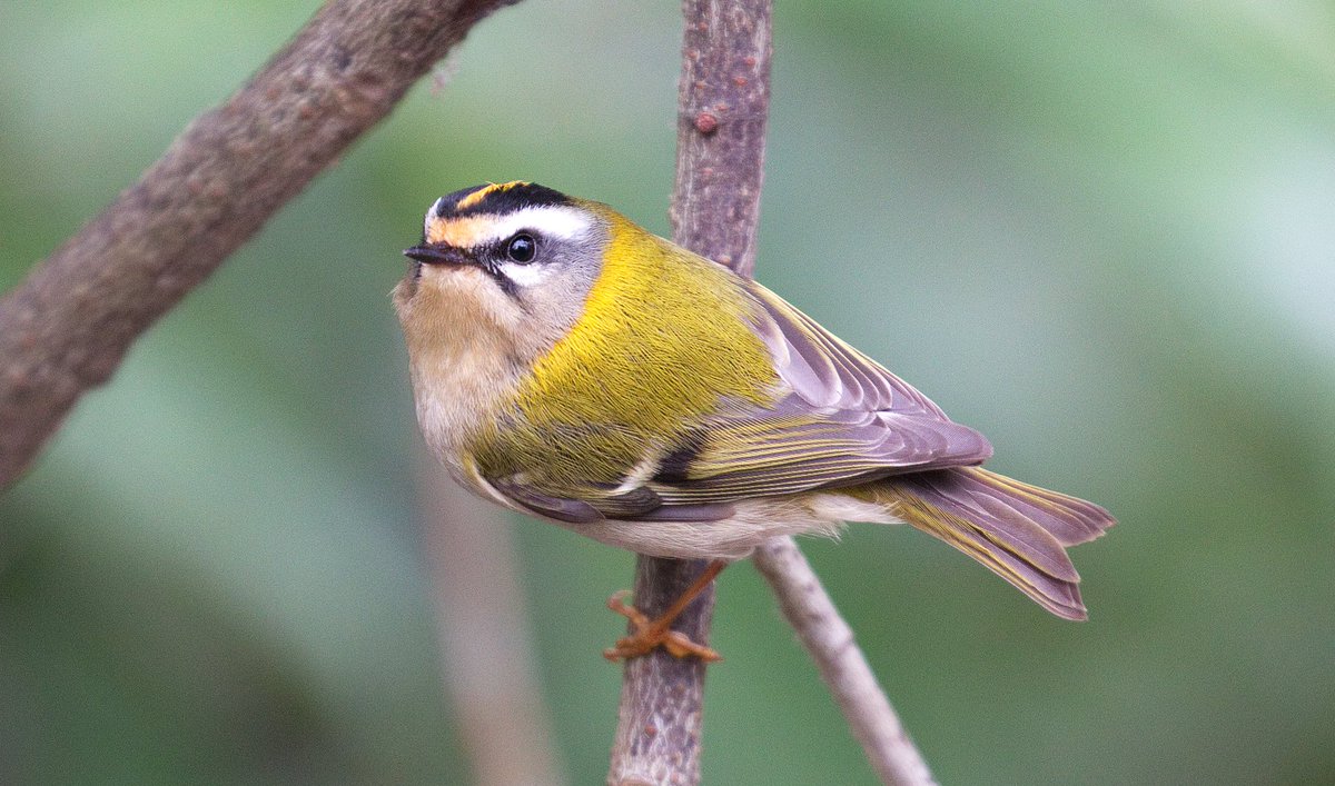 WorgInfo's tweet image. Fire on snow! Beautiful #firecrest in @TCVStaveHill
Great views in snow flurries yesterday.First sighting for a couple of months
#londonbirds
@RSPBUrban @LondonNPC @iGiGL @TCVtweets @WildLondon @BBCSpringwatch