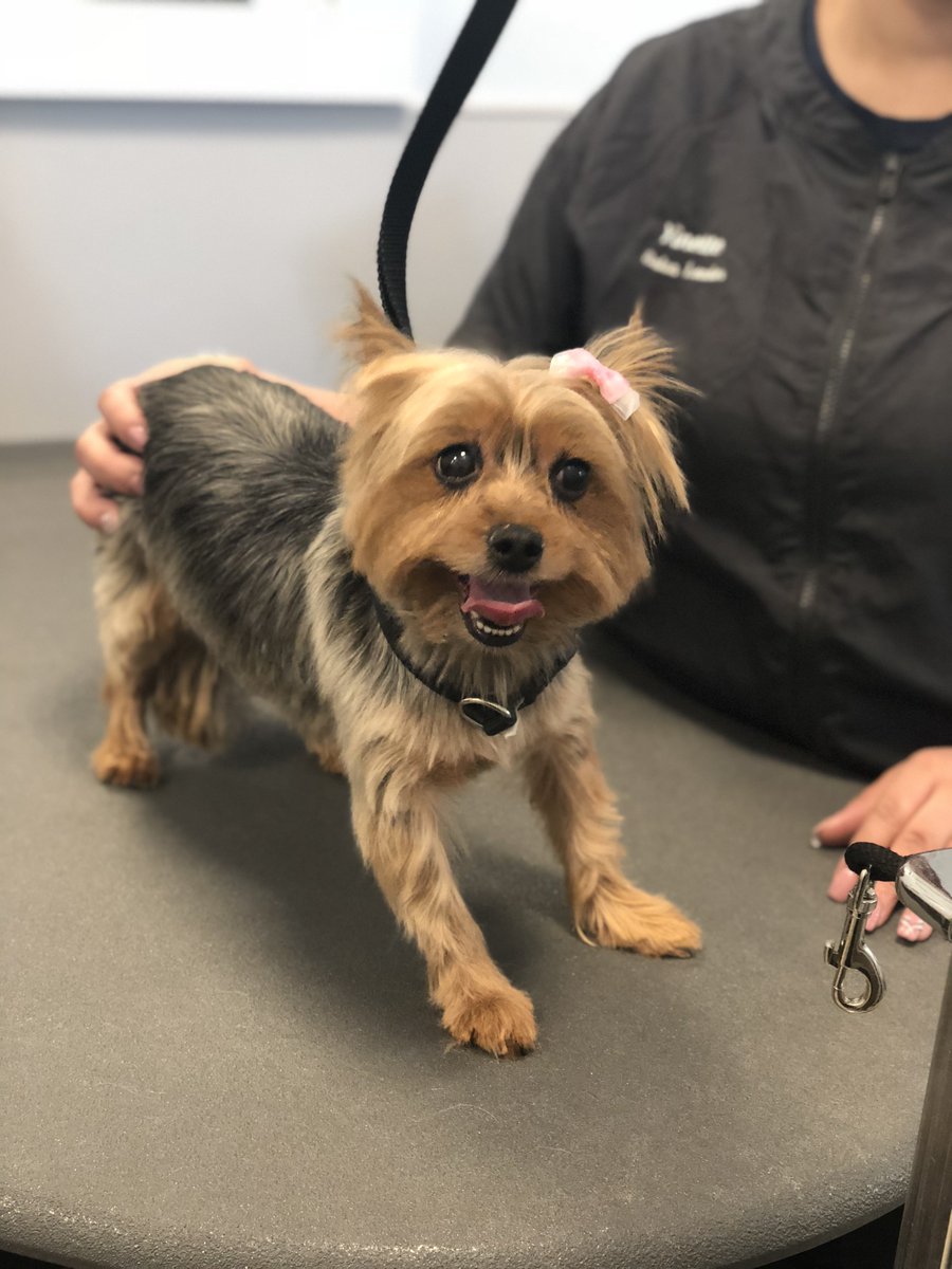 Just look at that smile!!! Styled by Yinette #thegroomerynyc #dogsoftwitter # LolaTheYorkie