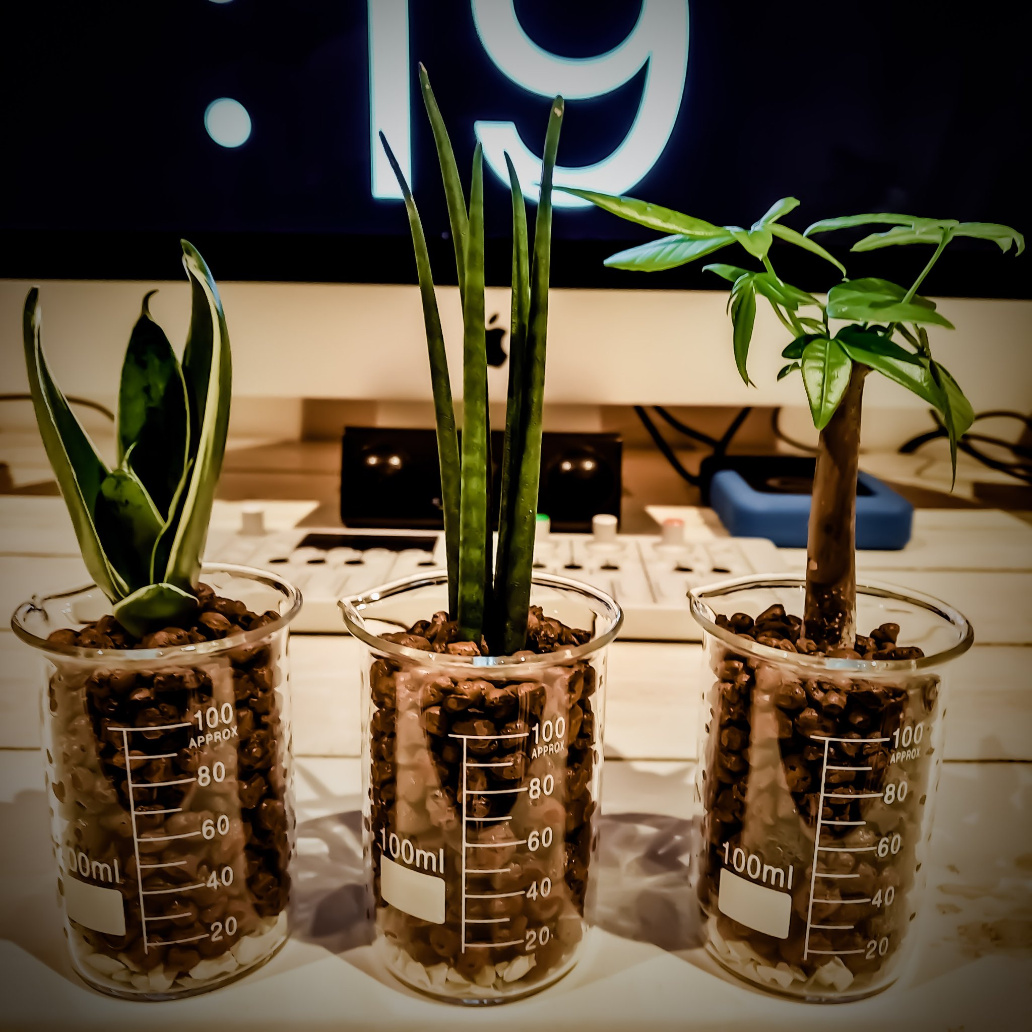 ʏᴜꜱᴜᴋᴇ ɴᴀᴋᴀɴᴏ ホームセンターでチャイチーな観葉植物買って100均のビーカーに移してハイドロカルチャーにしてみた 水の量が分かって便利w 観葉植物 ハイドロカルチャー T Co Hcfnu0m0qw Twitter